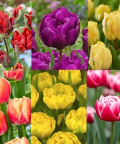 Udsalgspakke “Dobbelt-tulipaner” – SPAR 40% – Pakke med 200 løg i 8 forskellige varianter.