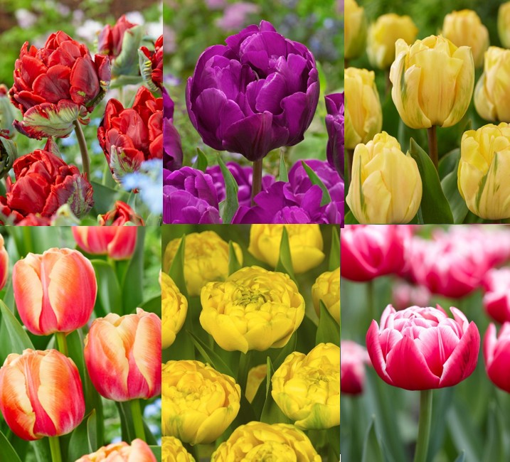 Udsalgspakke “Dobbelt-tulipaner” – SPAR 40% – Pakke med 200 løg i 8 forskellige varianter.