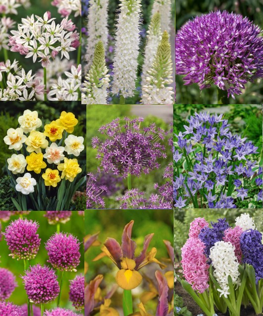 Udsalgspakke “Skønne spændende blomster” – SPAR 40% – 16 forskellige varianter