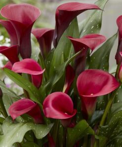 Rød Calla “Red Symphony” – Calla knolde str. 16/18 – FRA 15,95 KR.