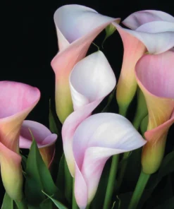 Lyserøde/cremefarved Calla “Strawberry Blush” – Calla knolde str. 16/18 – FRA 15,95 KR.