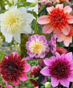 Dahlia “Anemone Mix” – Rabatpakke med 5 dahliaknolde i forskellige anemoneblomstrende varianter