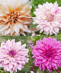 Dahlia “Cafe Au Lait” Rabatpakke – 8 dahliaknolde i 4 forskellige “Cafe Au Lait” varianter