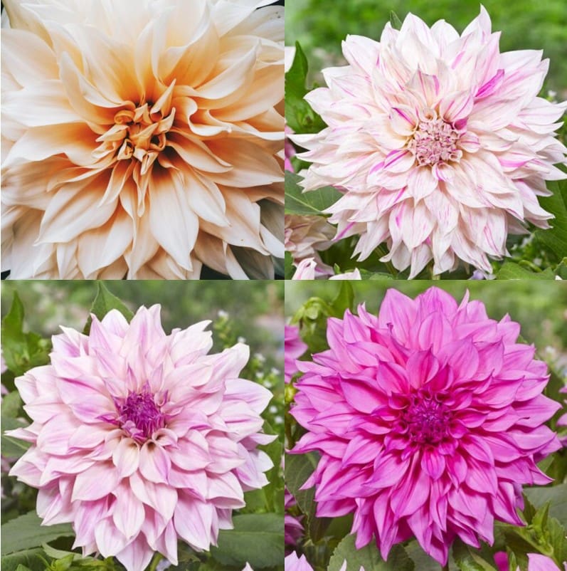 Dahlia "Cafe Au Lait" Rabatpakke - 8 dahliaknolde i 4 forskellige "Cafe Au Lait" varianter - Prisgaranti på Blomsterløg