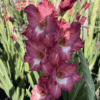 Gladiolus “Tiramisu” Gladiolusløg – 3,50 kr. v/25 stk 3,00 kr. v/100 stk.