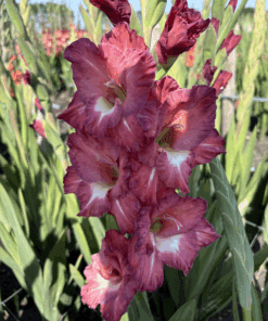 Gladiolus “Tiramisu” Gladiolusløg – 3,50 kr. v/25 stk 3,00 kr. v/100 stk.