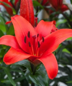 Rød Lilje “Corleone” Smukke og mildt duftende liljer – Liljeløg FRA 8,95 KR.