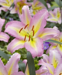 Lilje “Hocus Pocus” – Smuk, duftende lilje – Liljeløg FRA 11,95 kr.