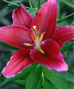 Lilje “Rosenka” – Imponerende smuk og velduftende lilje – Liljeløg FRA 11,95 kr.