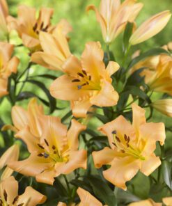 Orange Lilje “Saltarello” – Duftende. Liljeløg FRA 8,95 KR