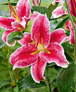 Smuk Lilje “Stargazer” Store smukke liljer – Liljeløg FRA 8,95 KR.