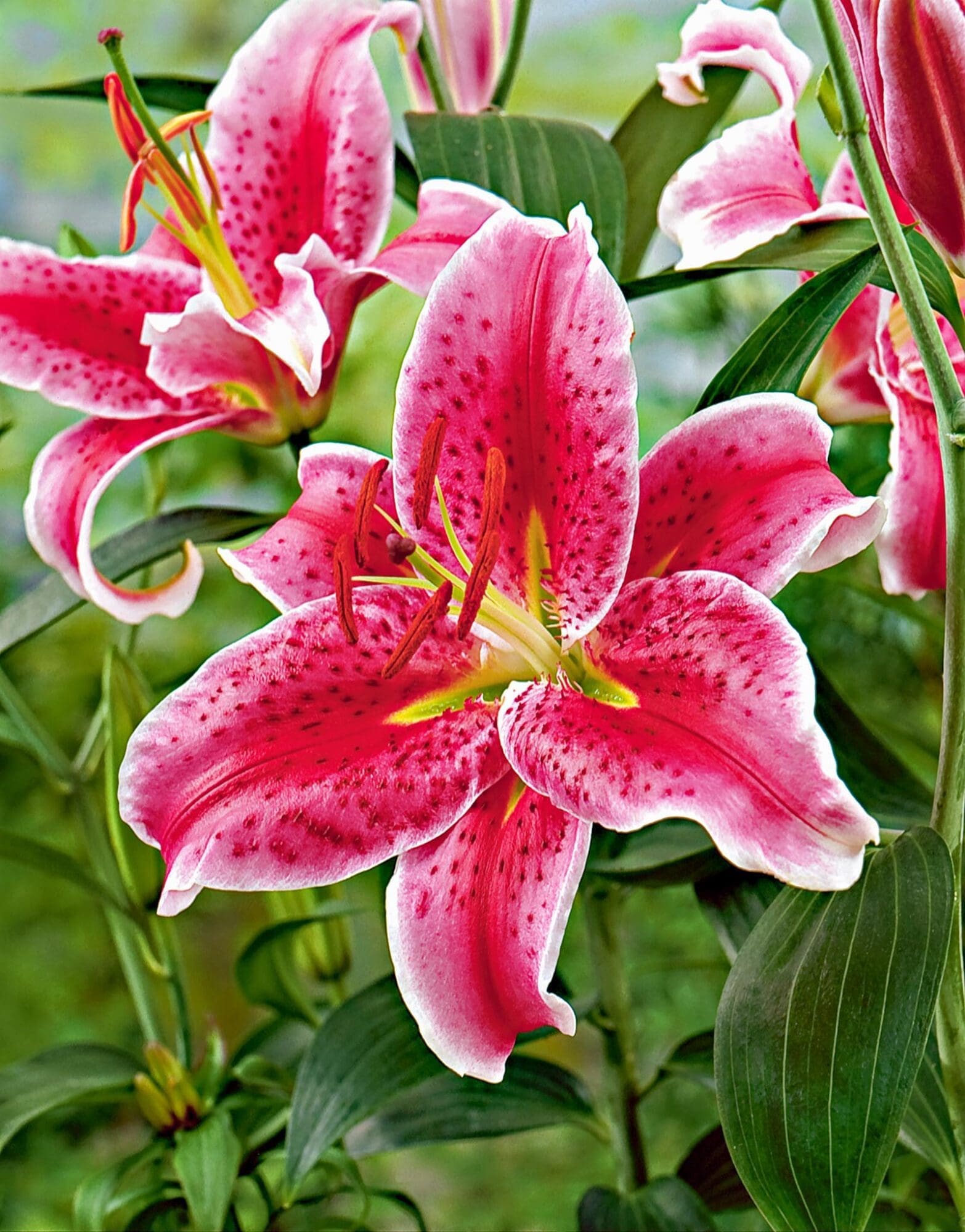Smuk Lilje "Stargazer" Store smukke liljer - Liljeløg FRA 8,95 KR. - Prisgaranti på Blomsterløg