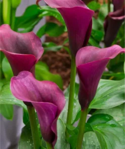 Mørkelilla Calla “Durban” – Calla knolde str. 16/18 – FRA 15,95 KR.