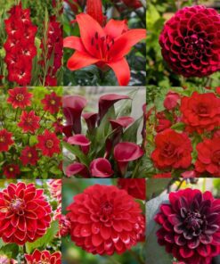 Tilbudspakke “Vild med rød” – skønne røde sommerblomster i mange varianter.