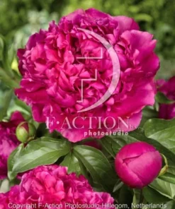 Pæon Sebastiaan Maas – Mørkerosa Silkepæon 39,95 kr. v/3 stk 37,95 kr. v/10 stk (Størrelse 3/5 ØJNE)