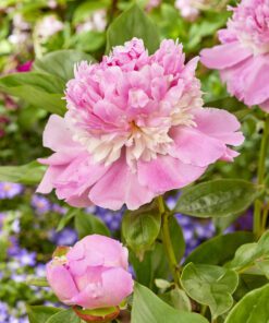 Pæon Angel Cheeks – Sart-rosa frynset Silkepæon 46,95 kr. v/3 stk 44,95 kr. v/10 stk (Størrelse 3/5 ØJNE)