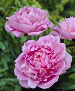 Pæon “Dinner Plate” – Kæmpeblomster i smuk farve 74,95 kr. v/3 stk.