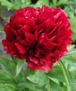 Pæon “Eliza Lundy” – Meget tidlig dobbeltblomstrende 79,95 kr. v/3 stk. 74,95 kr. v/10 stk.