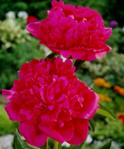 Pæon “General Macmahon” – Duftende Silkepæon 39,95 kr. v/3 stk 37,95 kr. v/10 stk (Størrelse 3/5 ØJNE)