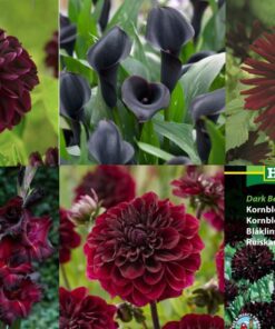 Tilbudspakke “Vild med mørke blomster” – skønne sommerblomster i mange varianter.