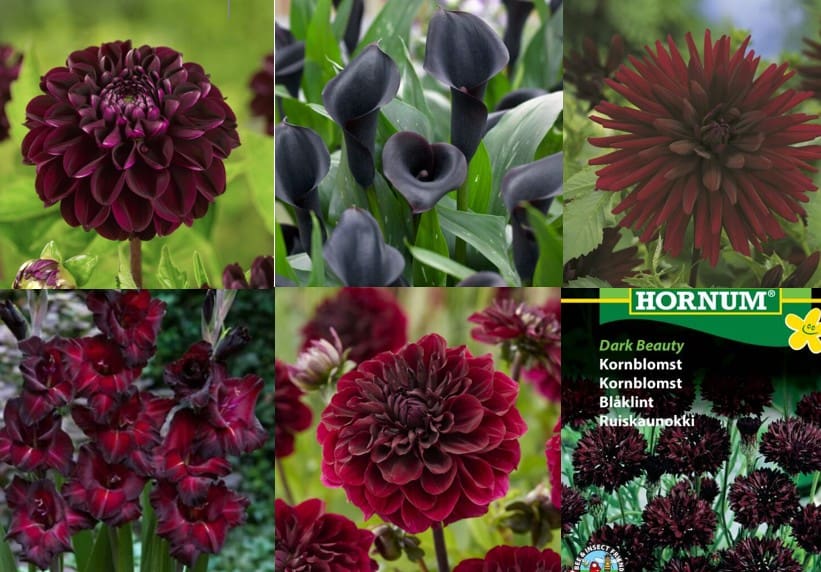 Tilbudspakke "Vild med mørke blomster" - skønne sommerblomster i mange varianter.