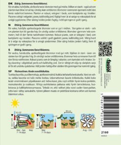 Asters “Matsumoto Apricot” – Abrikosfavede asters – Blomsterfrø