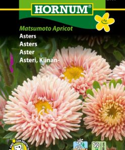 Asters “Matsumoto Apricot” – Abrikosfavede asters – Blomsterfrø