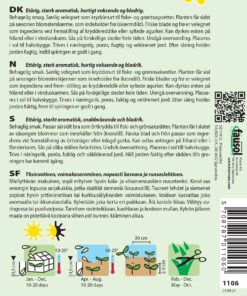 Dildfrø – “Ella” hurtigtvoksende og bladrig. Krydderurtefrø