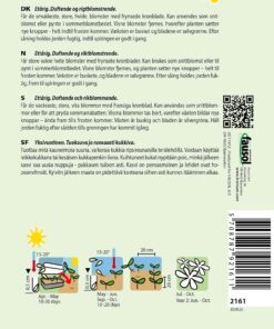 Duftsultan “The Bride” – Duftende og rigt blomstrende – Blomsterfrø