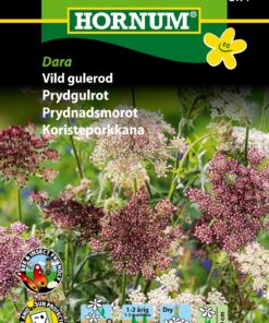 Vild gulerod “Dara” – Elegant skærmblomst – Blomsterfrø