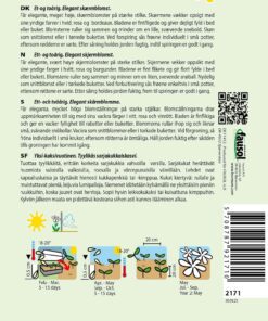 Vild gulerod “Dara” – Elegant skærmblomst – Blomsterfrø