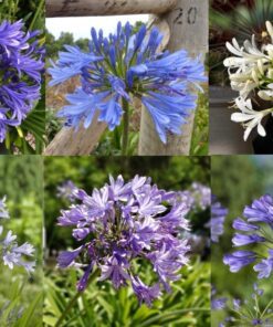 Skærmliljer tilbudspakke – 6 forskellige varianter af de smukke skærmliljer (12 stk)