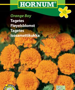 Tagetes “Orange Boy” – Flotte orange tagetes – Blomsterfrø
