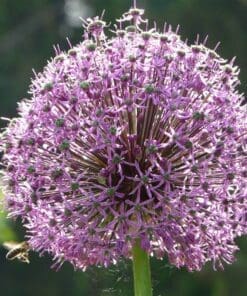 Allium / Prydløg “Altissimum Goliath” – Kæmpeprydløg. 22,95 kr/stk v.min. 3 stk. | 10 stk 199,50 kr.
