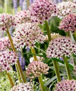 Allium / Prydløg “Silver spring” – 22,95 kr/stk v.min. 3 stk. | 10 stk 199,50 kr.