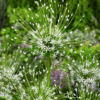 Allium hvid “Schubertii Artic Snow” Prydløg | 22,95 kr/stk v.min. 3 stk. | 10 stk 199,50 kr