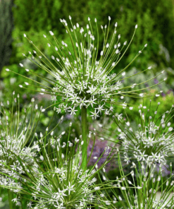Allium hvid “Schubertii Artic Snow” Prydløg | 22,95 kr/stk v.min. 3 stk. | 10 stk 199,50 kr