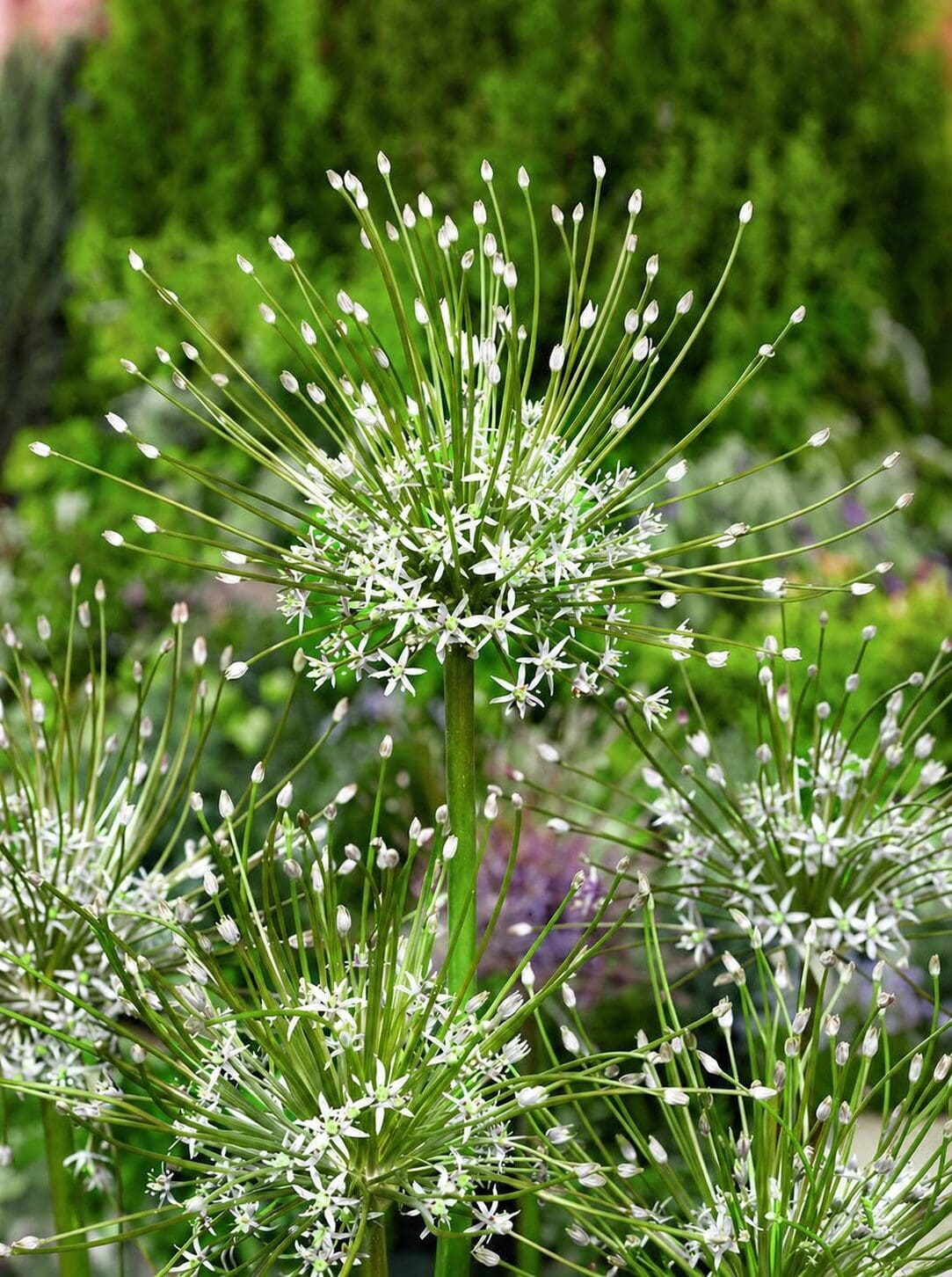 Allium hvid "Schubertii Artic Snow" Prydløg | 22,95 kr/stk v.min. 3 stk. | 10 stk 199,50 kr