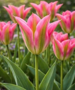 Tulipanløg “Virichic” | Viridiflora tulipan | Løgstørrelse 12+ | FRA 5,40 KR.