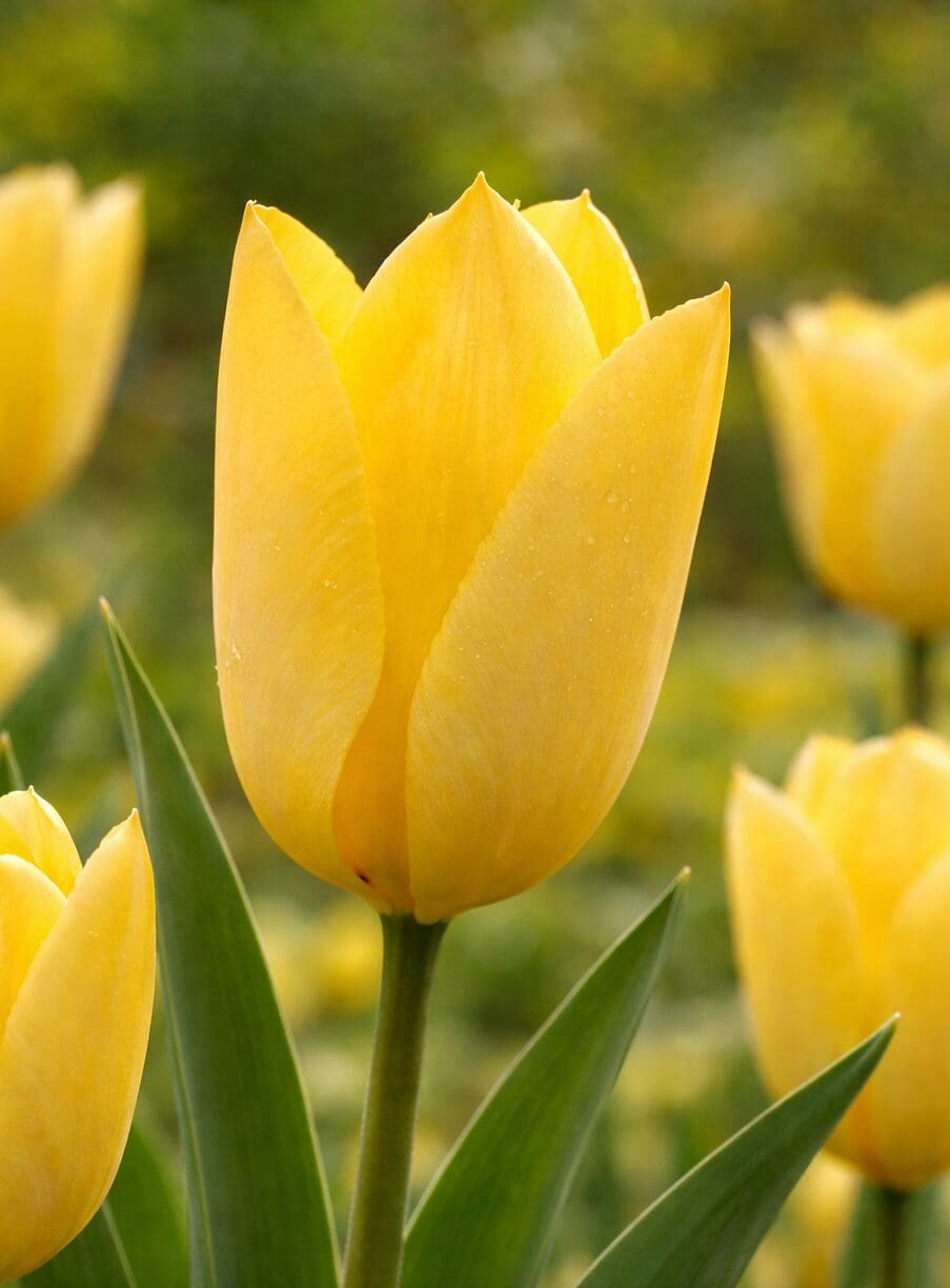 Citrongul tulipan "Yellow Purrisima" - Fosteriana tulipaner - 10 stk. 35,- kr. 100 Stk. 319,- kr.