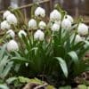 Ægte Dorthealilje løg “Leucojum Vernum” – Blomsterløg 10 stk 69,- kr. | 100 stk. 599,- kr.