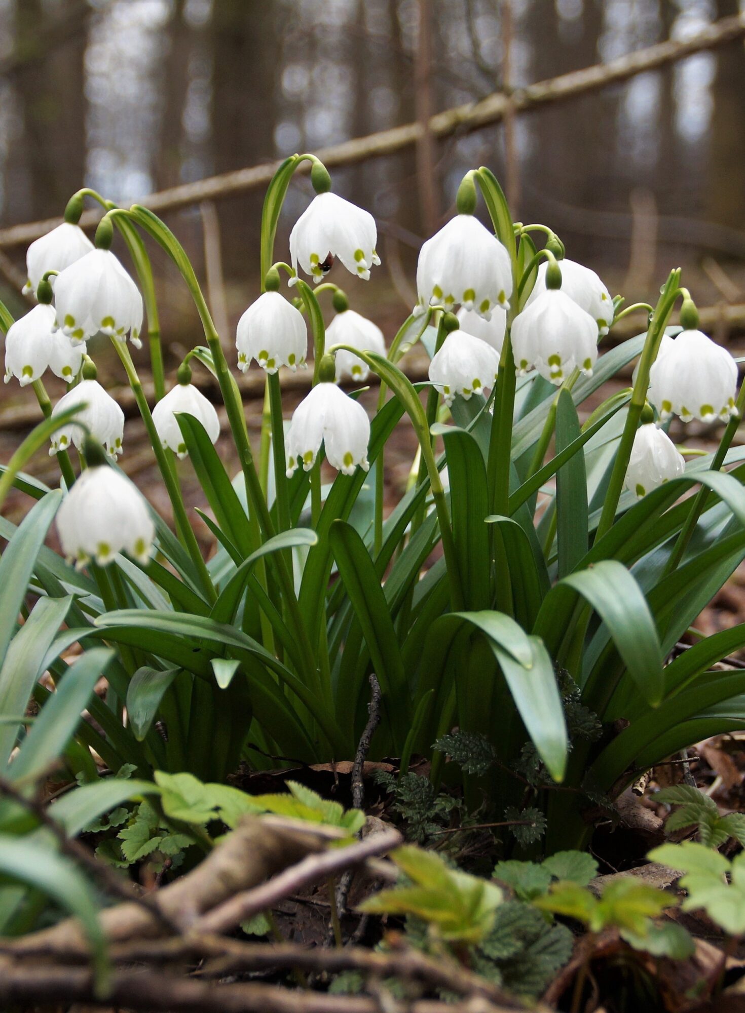 Ægte Dorthealilje løg “Leucojum Vernum” – Blomsterløg 10 stk 69,- kr. | 100 stk. 599,- kr.