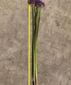 Allium / Prydløg “Altissimum Goliath” – Kæmpeprydløg. 22,95 kr/stk v.min. 3 stk. | 10 stk 199,50 kr.