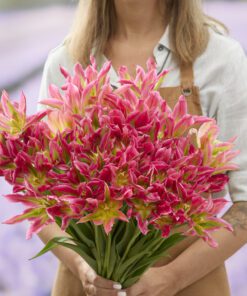 Tulipanløg “Virichic” | Viridiflora tulipan | Løgstørrelse 12+ | FRA 5,40 KR.