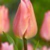 Tulipan ‘Apricot Beauty’ – Elegant abrikosfarvet tulipan – 10 stk. 40,- kr. 100 Stk. 359,- kr.