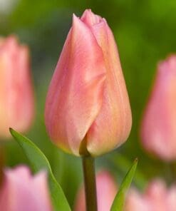 Tulipan ‘Apricot Beauty’ – Elegant abrikosfarvet tulipan – 10 stk. 40,- kr. 100 Stk. 359,- kr.