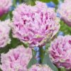 Tulipanløg Cairns – Dobbelt frynset rosa tulipan | 10 stk. 45,- kr. | 100 stk. 399,- kr.