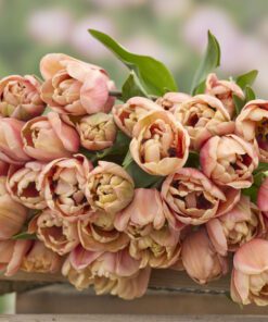 Tulipanløg “La Belle Epoque” | Eksklusiv dobbelt tulipan – Str. 12+ | FRA 8,76 KR