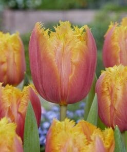 Tulipanløg Lambada – Frynset tulipan i varme farver – 10 stk. 35,- kr. 100 Stk. 319,- kr.