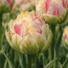 Tulipan ‘Sprinkle Dip’ – unik tofarvet tulipan med “dyppet” effekt – 10 stk. 40,- kr. 100 Stk. 359,- kr.